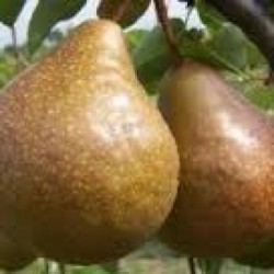 Poire Durondeau PETIT...