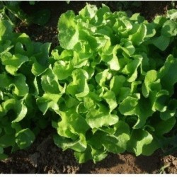 Feuille de chêne verte /...