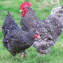 Coucou de Malines farci -...