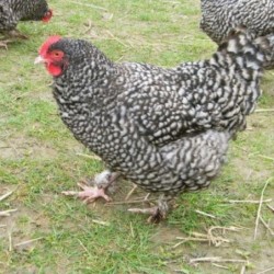 Coucou de Malines farci -...