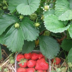 Fraises / Aardbeien - 500g