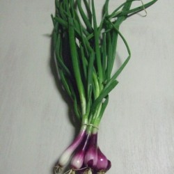 Oignon rouge en botte /...