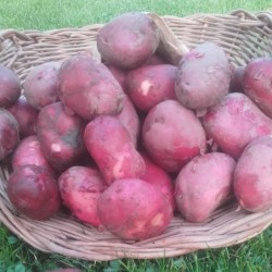 Pomme de terre rouge...