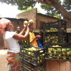 Mangues séchées - VRAC*250g