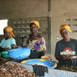 Noix de cajou bio - VRAC*1kg