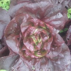 Laitue pommée rouge