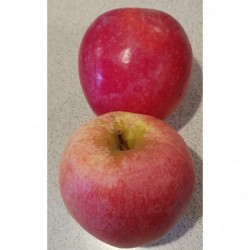 Pomme Coxybelle 1 kg