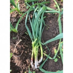 Aillet frais en botte 100g...