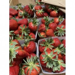  Fraises  surgele  1000 Gr
