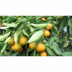 Clémentines - bio - 2kg -...