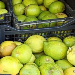 Citron - 1.5kg - bio 