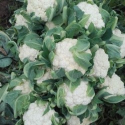Bloemkool / Chou-fleur