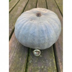 Potiron Leckør 1,5kg