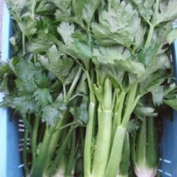 Céleri vert/Groene selder -...