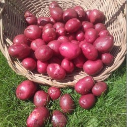 Pomme de terre rouge...