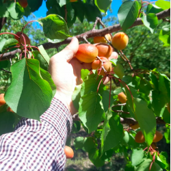 Abricots bio - 1kg - Espagne