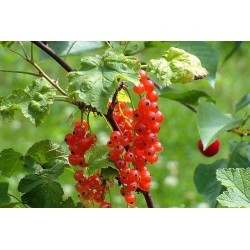 Groseilles rouge   500 g