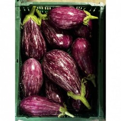 Aubergine Graffiti / Rayée...