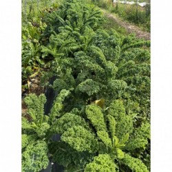 Chou Frise Vert Bio...