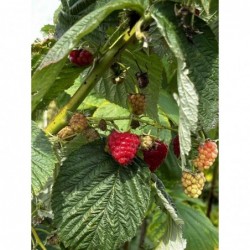Framboises Rouges Bio (125gr)