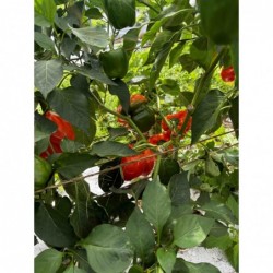 Poivrons Rouge Bio (pièce...