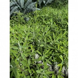 Sauge Botte Bio (+-100/150gr)