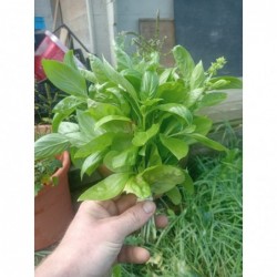 Basilic Vert Bio (+-100gr) 