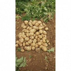 Courgettes BIO 1kg