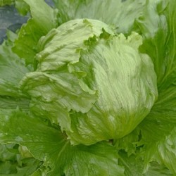 Salade iceberg BIO