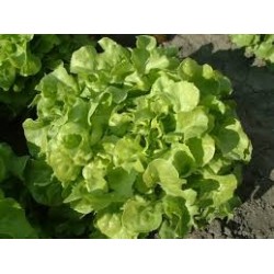 Laitue feuille de chêne...