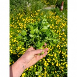 Persil Plat Bio (+- 100gr)
