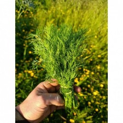 Aneth Botte Bio (+-100/150gr)