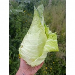 Chou Blanc Pointu Bio (+-1kg)