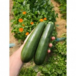 Courgette Verte Bio x2...