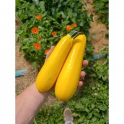 Courgette Jaune Bio x2...
