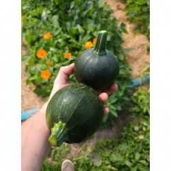 Courgette Ronde Bio x2...
