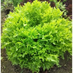 Laitue Salanova frisée verte