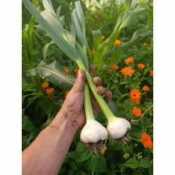 Ail Frais Bio x2 (+-250gr)