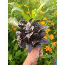 Basilic Pourpre Bio (+-100gr)