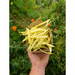 Haricots Jaunes Bio (500gr)