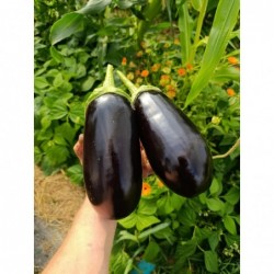Aubergine Violette Bio (1 kg)