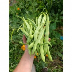 Haricots Plats Bio (500gr)