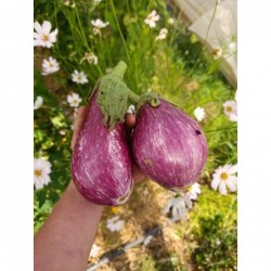 Aubergine Graffiti / Rayée...