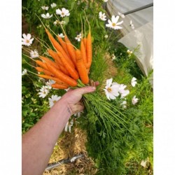 Carotte Orange Botte Bio...