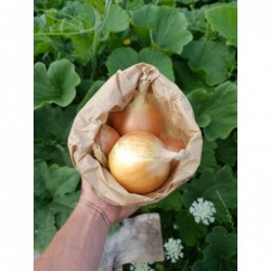 Oignons Jaunes Bio (1kg)