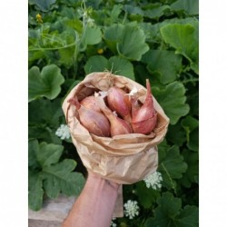 Echalottes Bio (500gr)