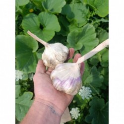 Ail Bio (+-100gr) pièce