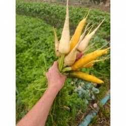 Carottes Couleur Bio (+-1kg)