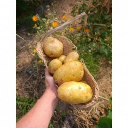 Pomme de Terre Bio...