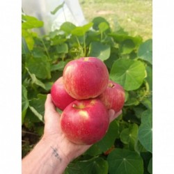 Pommes Bio "Santana" (1kg)